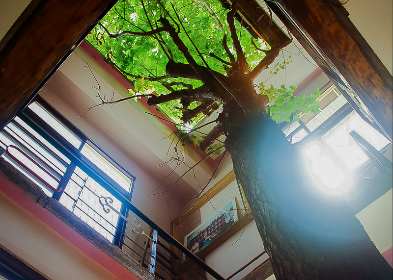 A tree grows through the courtyard of Tainan's Old House Inn.