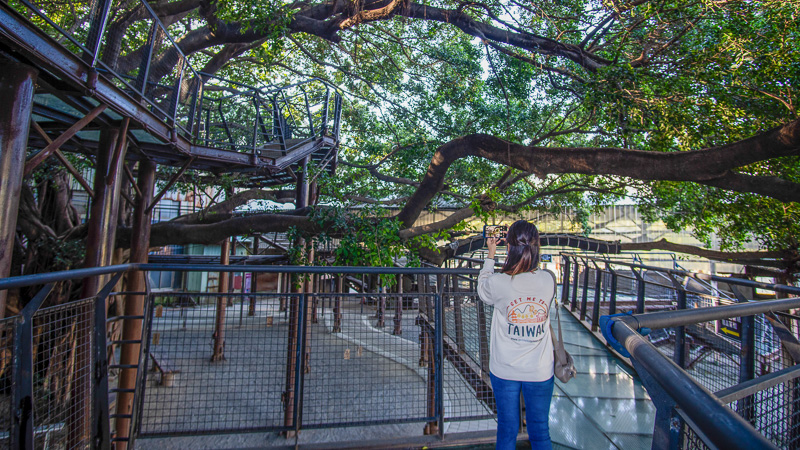 Walkways surround the 100-year-old Banyan tree in Ten Drums Cultural Village.