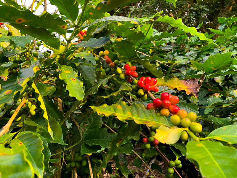 At Dachu Coffee Estate visitors can get an first hand look at a Taiwanese coffee plantation.