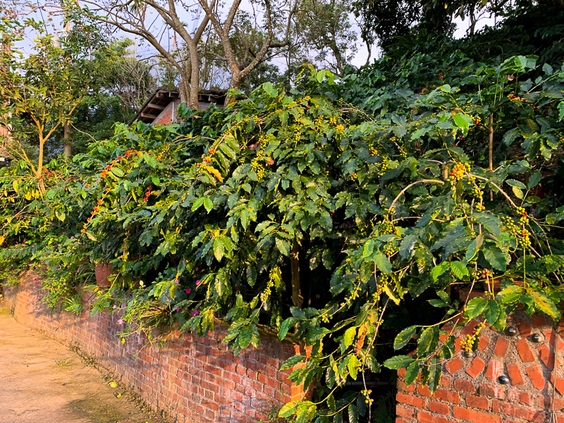 The coffee trees of Dachu Coffee Estate grow freely over a dividing wall.