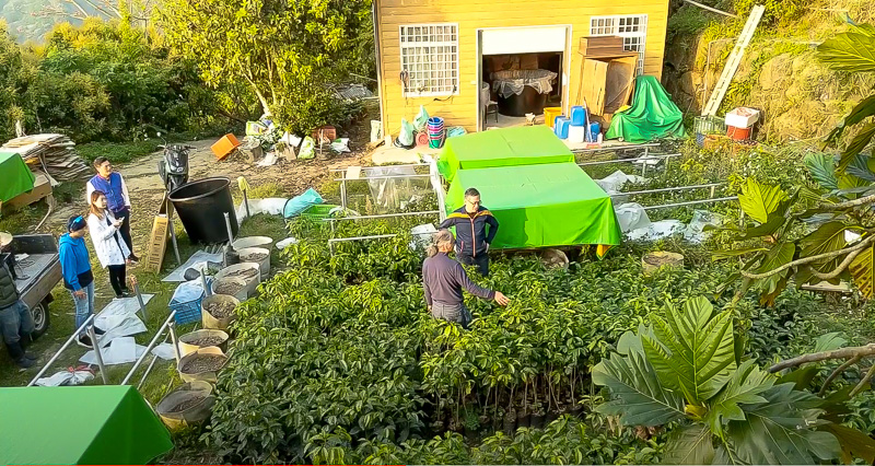 A batch of coffee trees waiting to be planted.