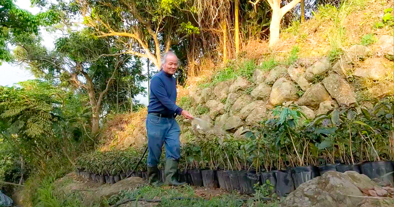 Kuo Ya-cong, the farm's owner, waters a batch of coffee tree sapplings.