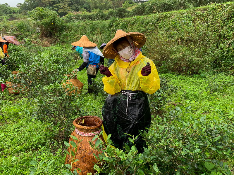 Garden workers hand-plucking tea leaves.