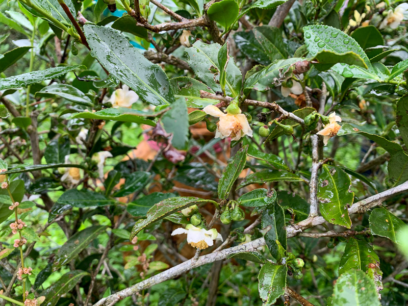 A flowering Tieguanyin tea tree.