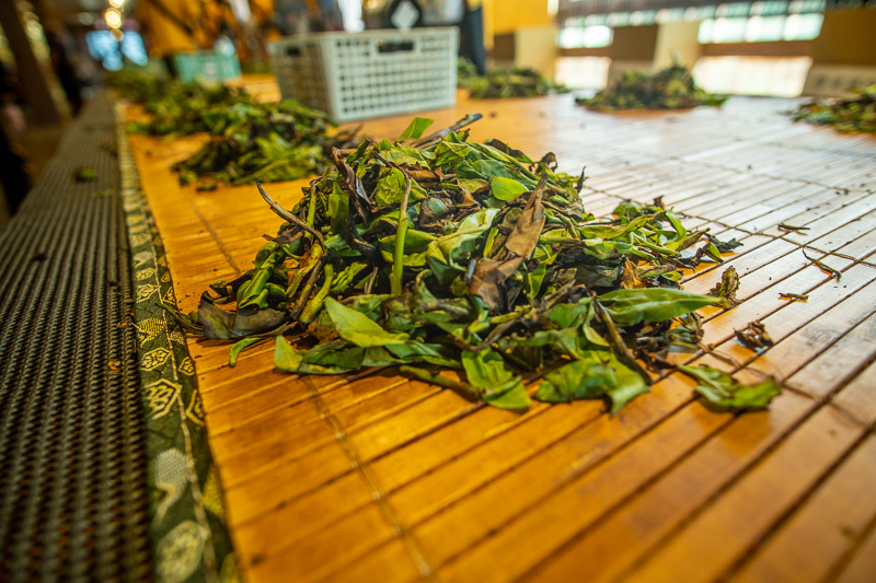 Visitors have the option to participate in many activities that offer first-hand knowledge of tea processing such as tea rolling, tea mixing and tea tasting.