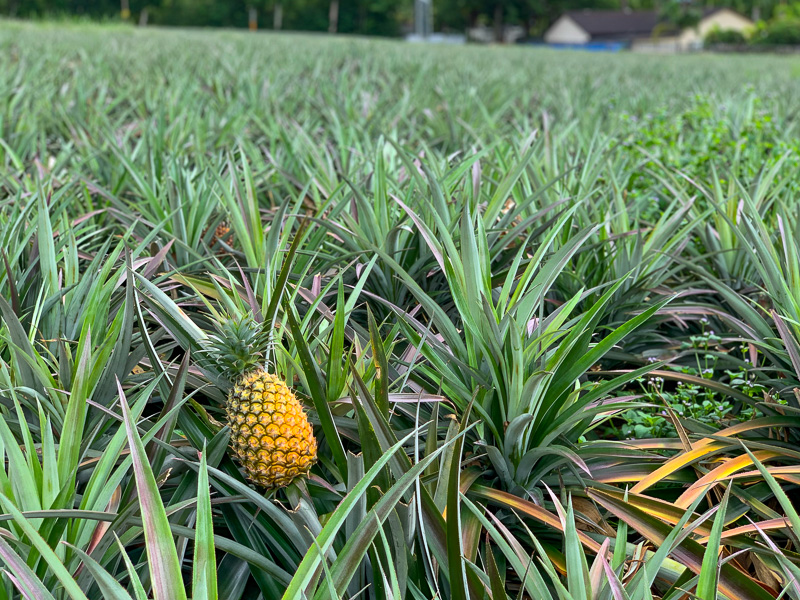 Taitung's excellent climate makes it one of Taiwan's top fruit producers.