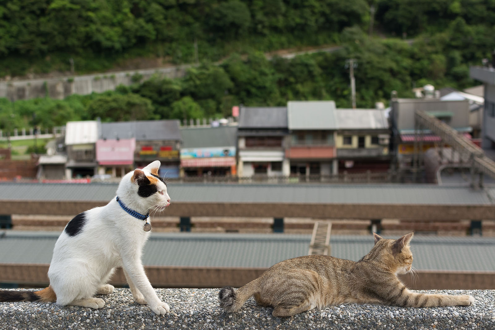 Two cats rest on a balcony in Houtong Cat Village.