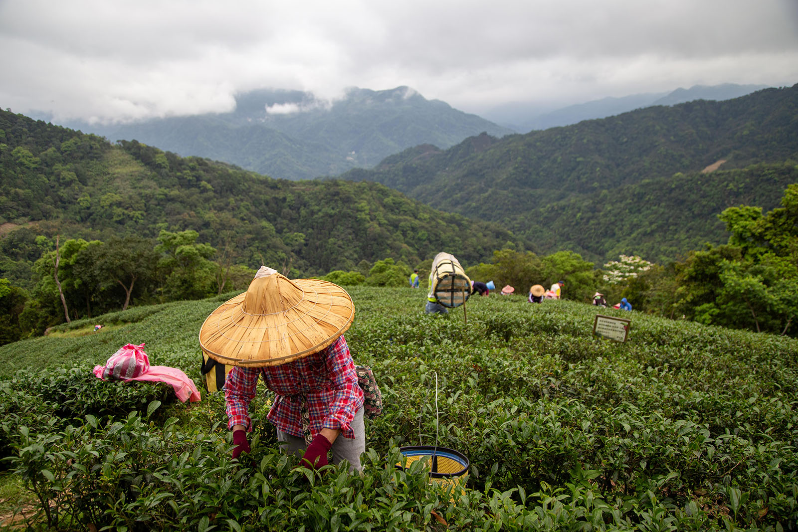 Tea picked from farms in the surrounding mountains is sold in Pinglin Old Street.