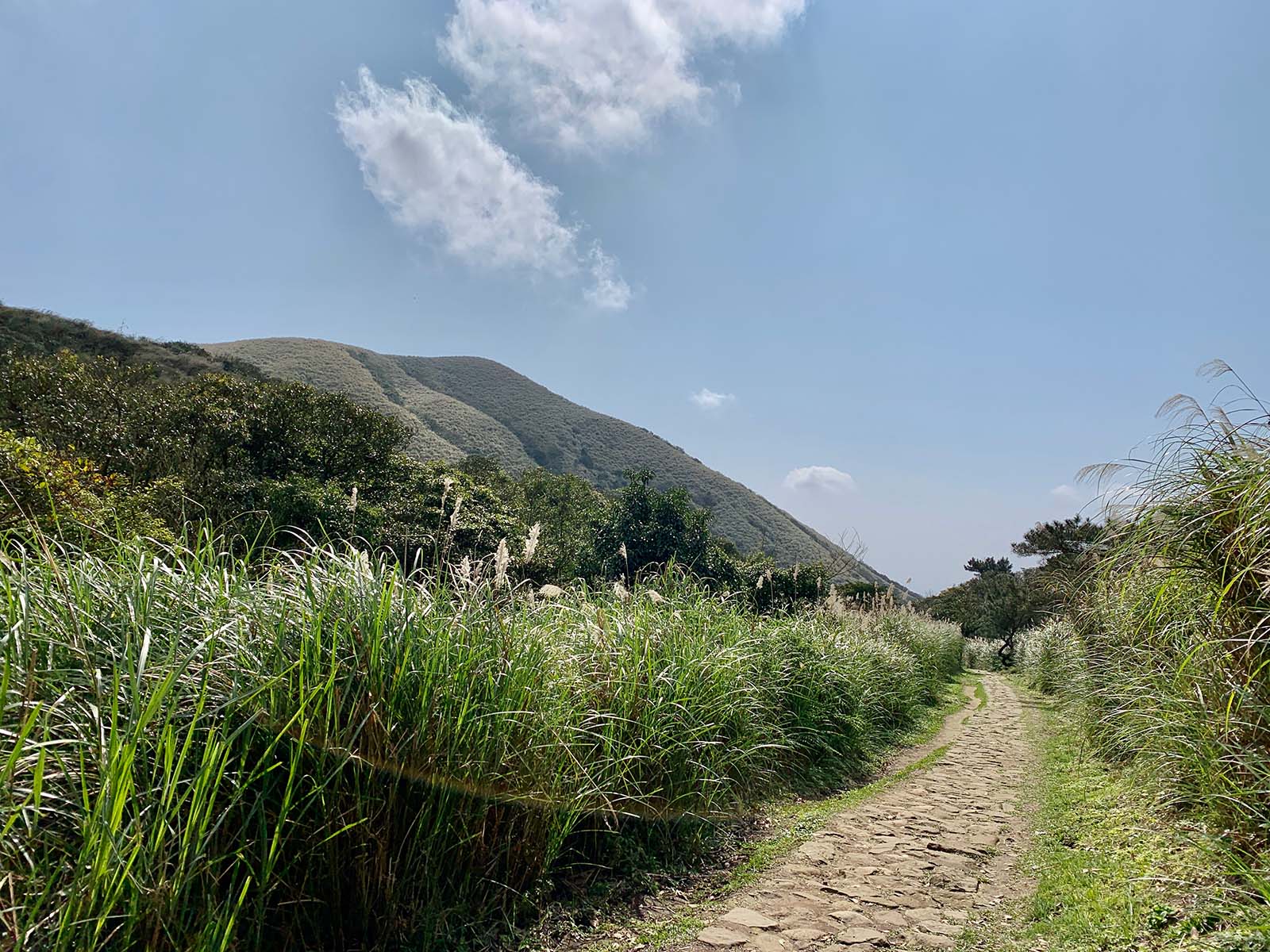 The scenery of Yangmingshan National Park's trails changes dramatically during silver grass season in the late fall.