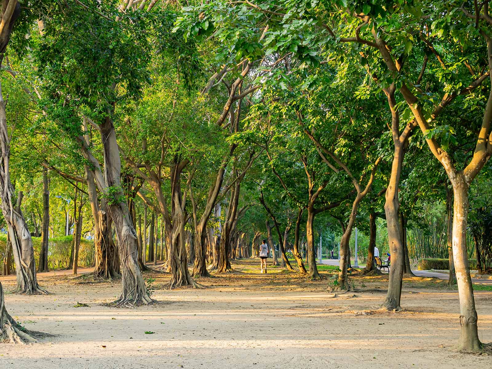 Daan Park is a place where Taiwan's nature and urban life coexist.