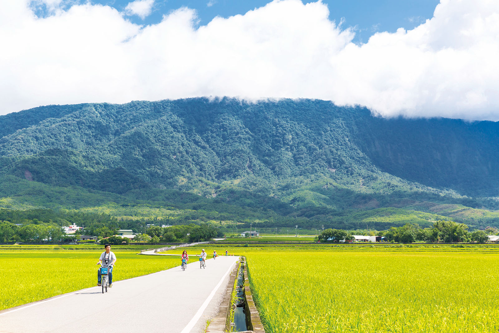 Tourists take a leisurely bike ride through blooming rice fields in Taitung.