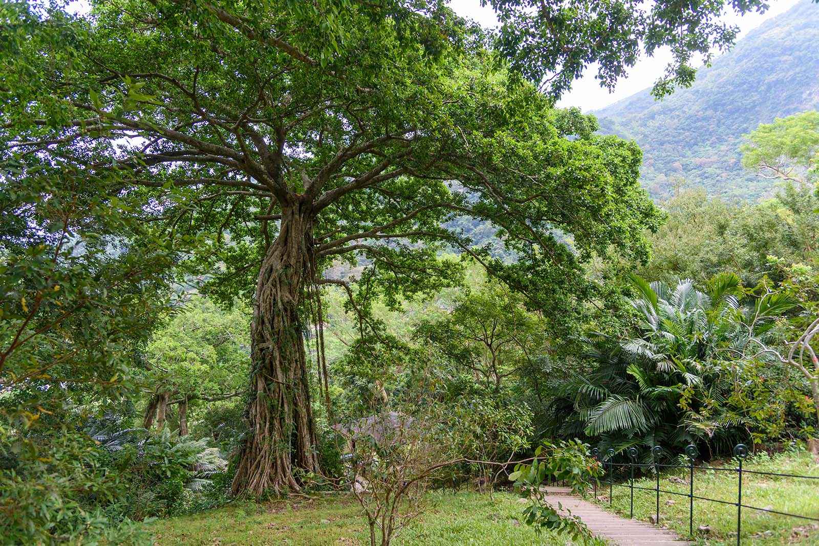 Banyan trees like this one are one of Jhihben Naitonal Forest Recreation Area's top natural attractions.