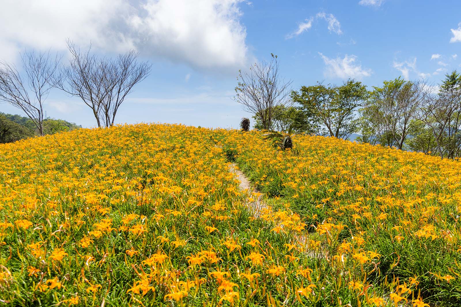 A field of daylily flowers in full bloom on Taimali Daylily Mountain.