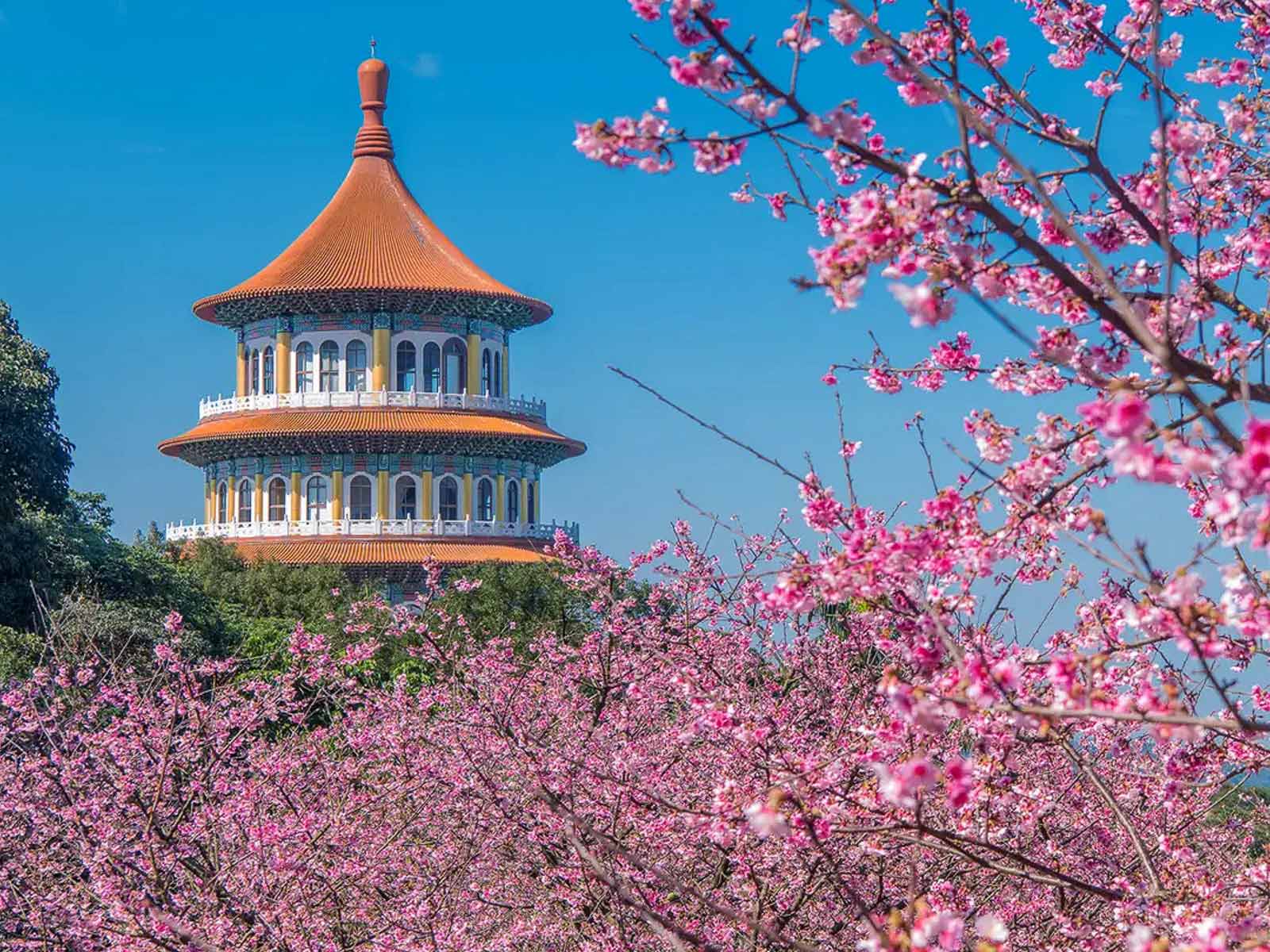 Tamsui Tian Yuan Temple surrounded by blooming cherry trees.