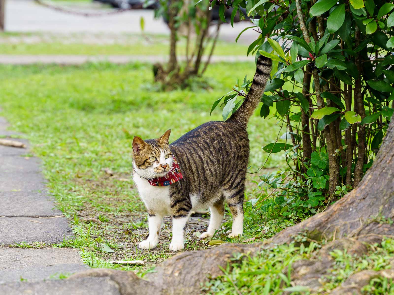 A cat with a red bandana standing in a grassy park.