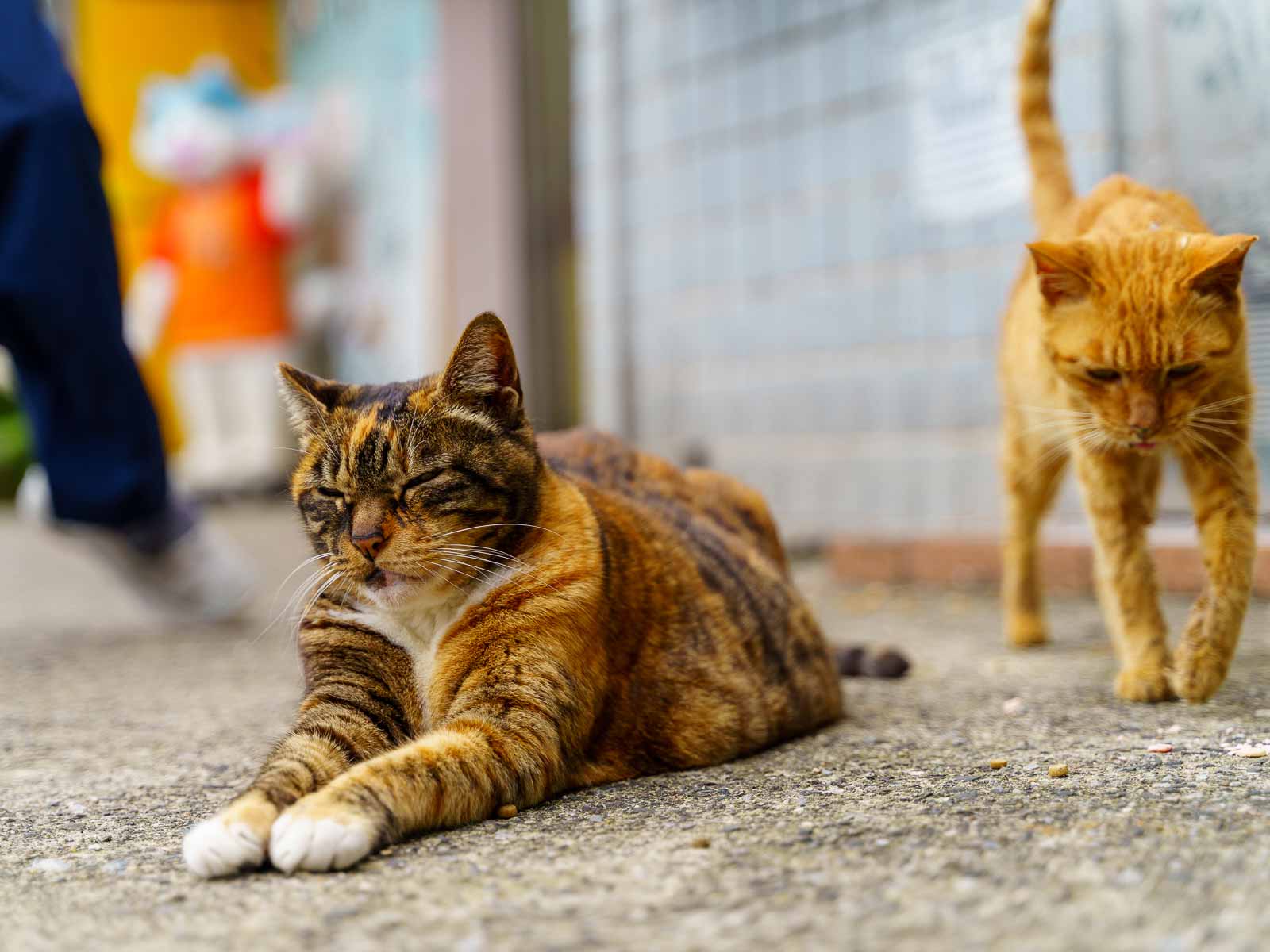 One cat sleeps on the ground while another sleepily walks over.