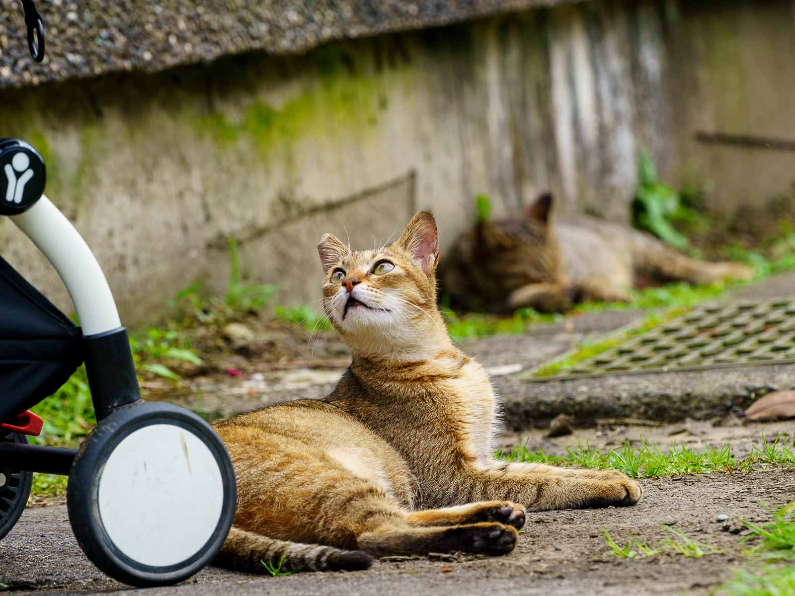 A yellow cat looks up at a tourist.