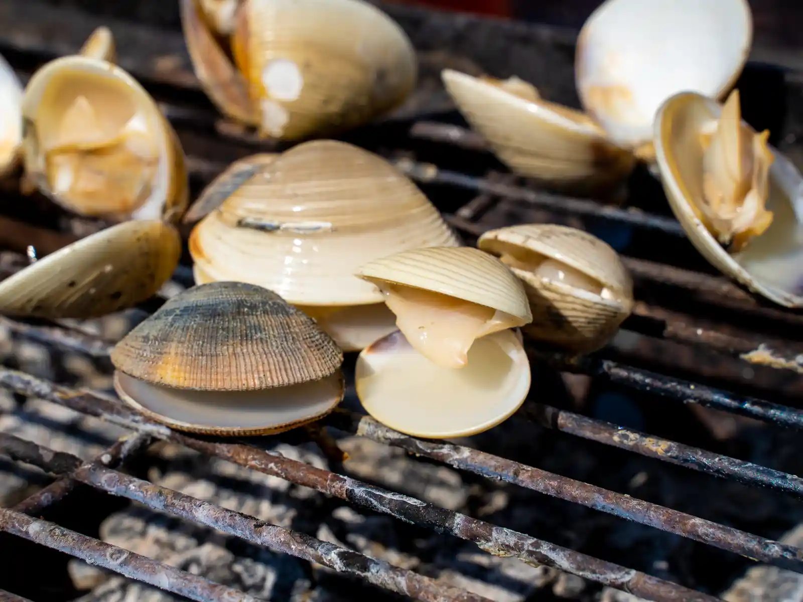 Grilled clams have opened up on the grill.