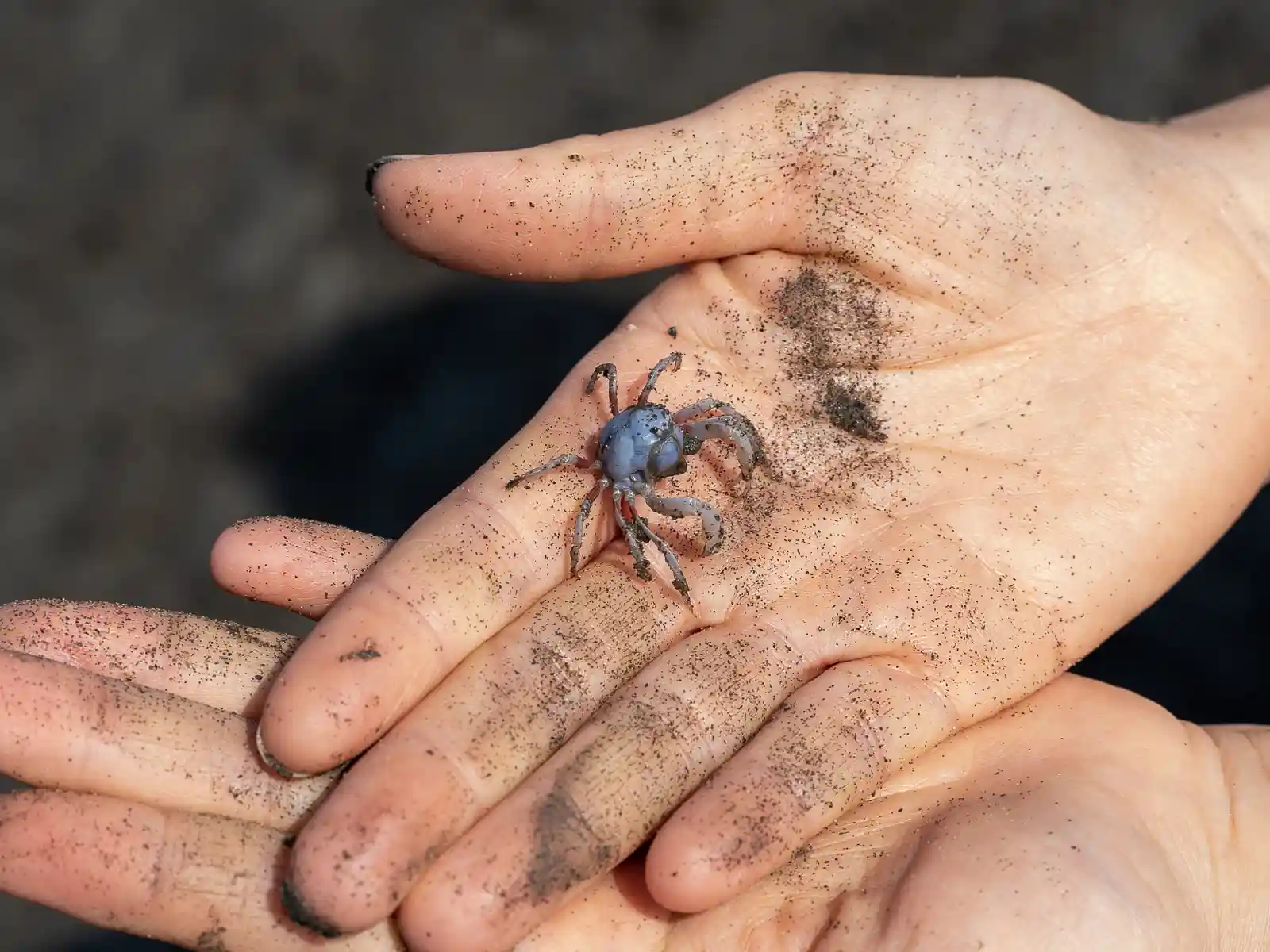 A small purple crab the size of a dime is held in a person's hand.
