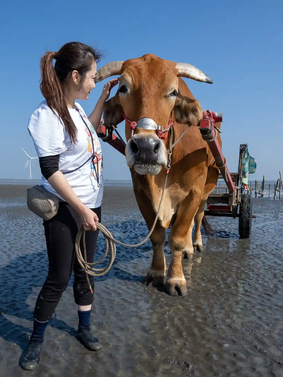 A tourist holds the reins to the water buffalo while standing in the mud.