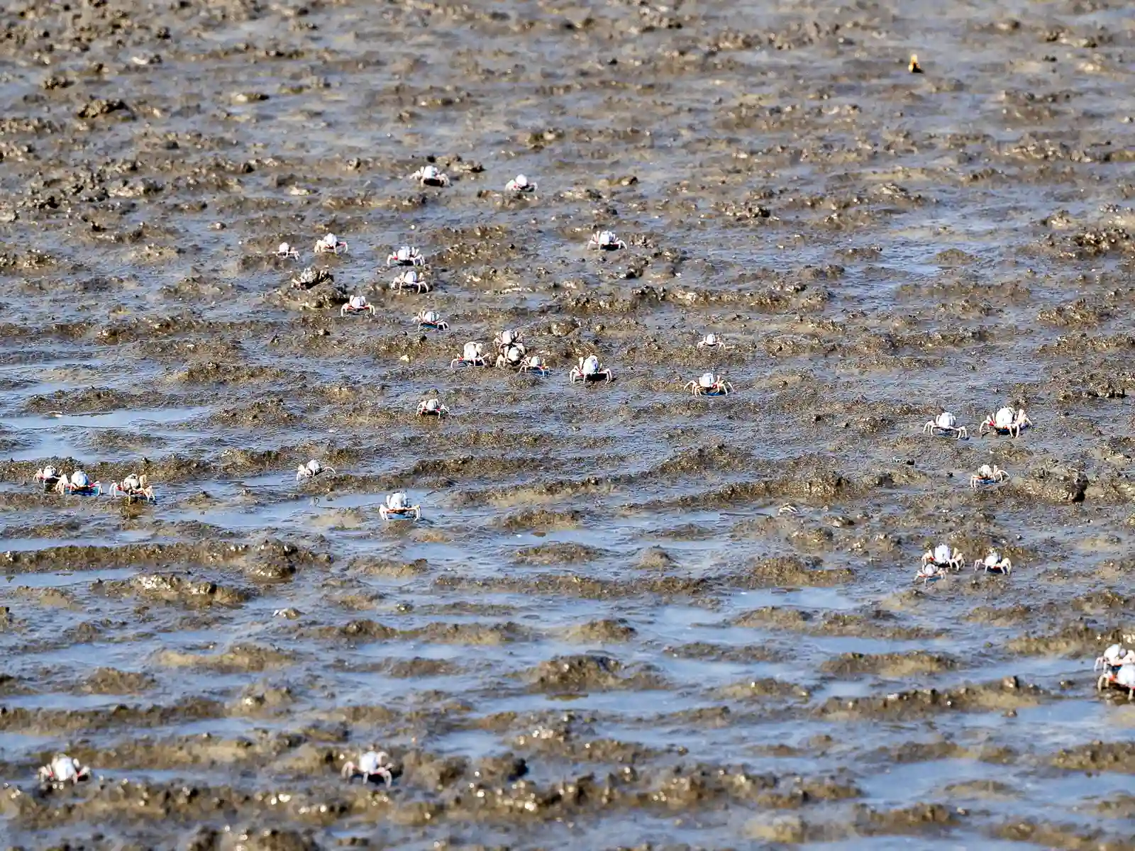 Several dozen tiny crabs scramble across the landscape of the flats.