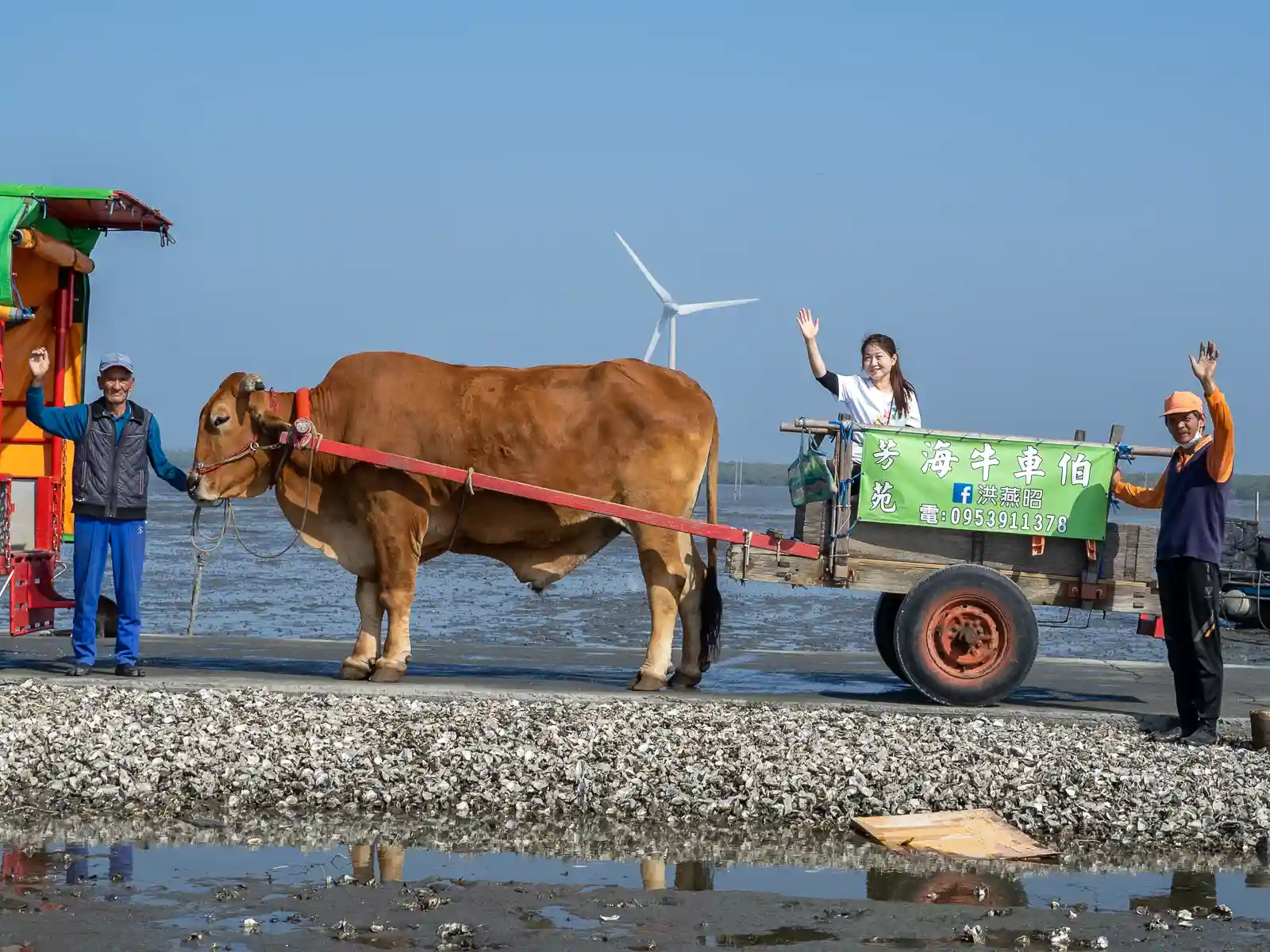 Oyster farmers operate a tour featuring a water buffalo-drawn cart