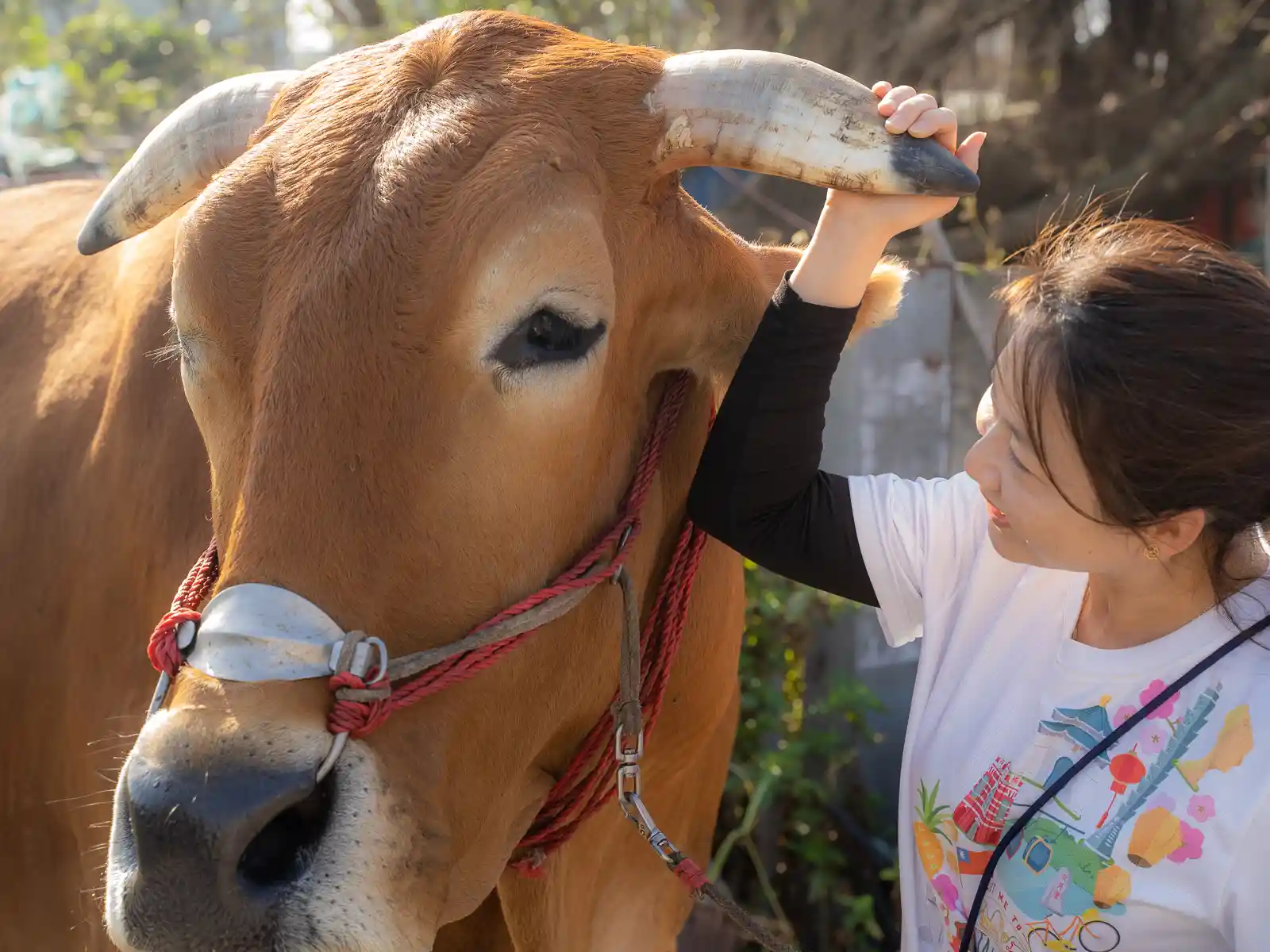 A tourist pets a healthy looking water buffalo.