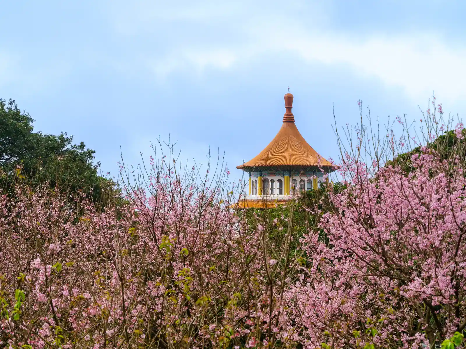 Cherry blossoms can be seen in the gardens with the Tiantan in the background.