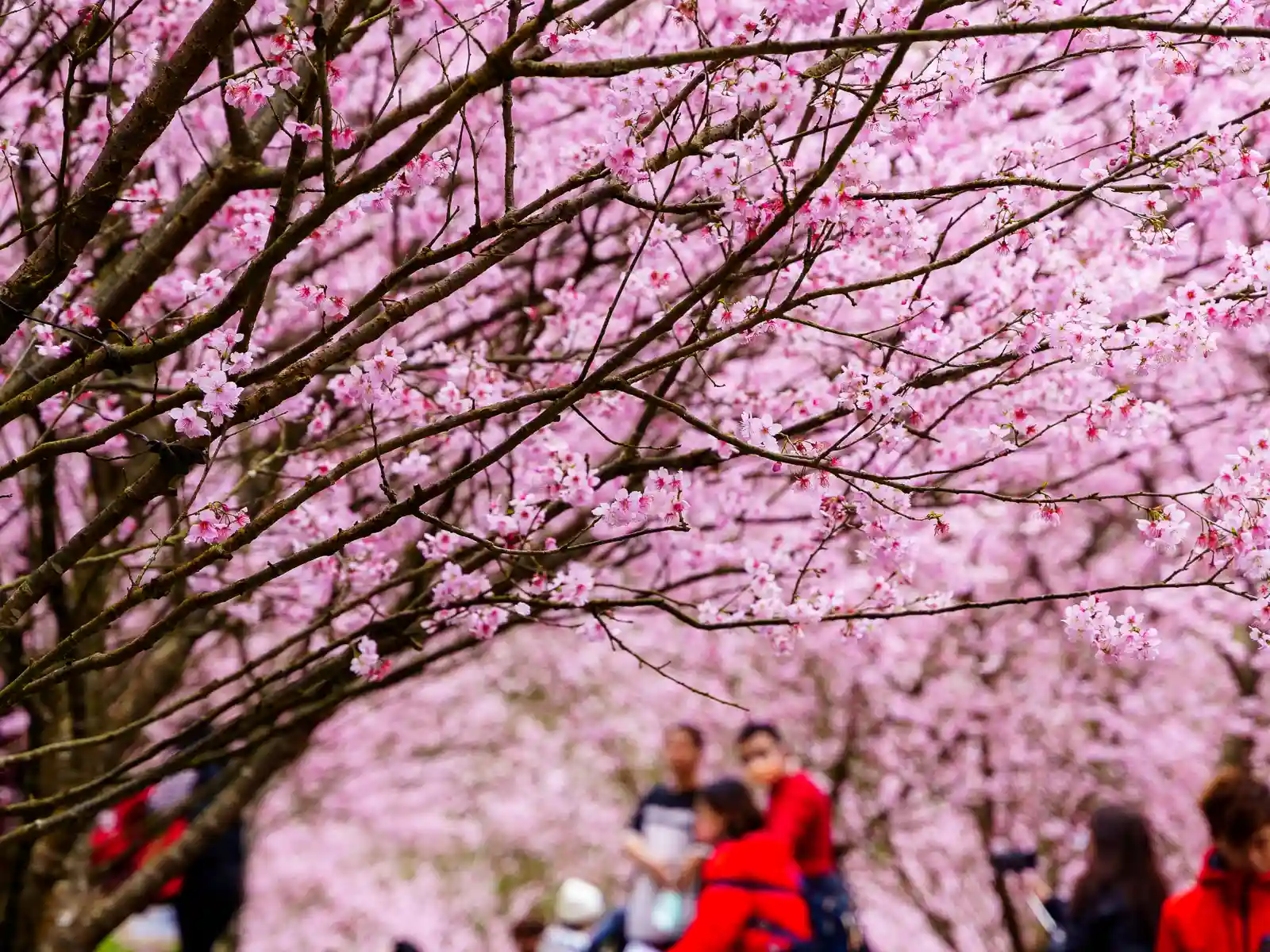 A cherry tree blooms with pink cherry blossoms.