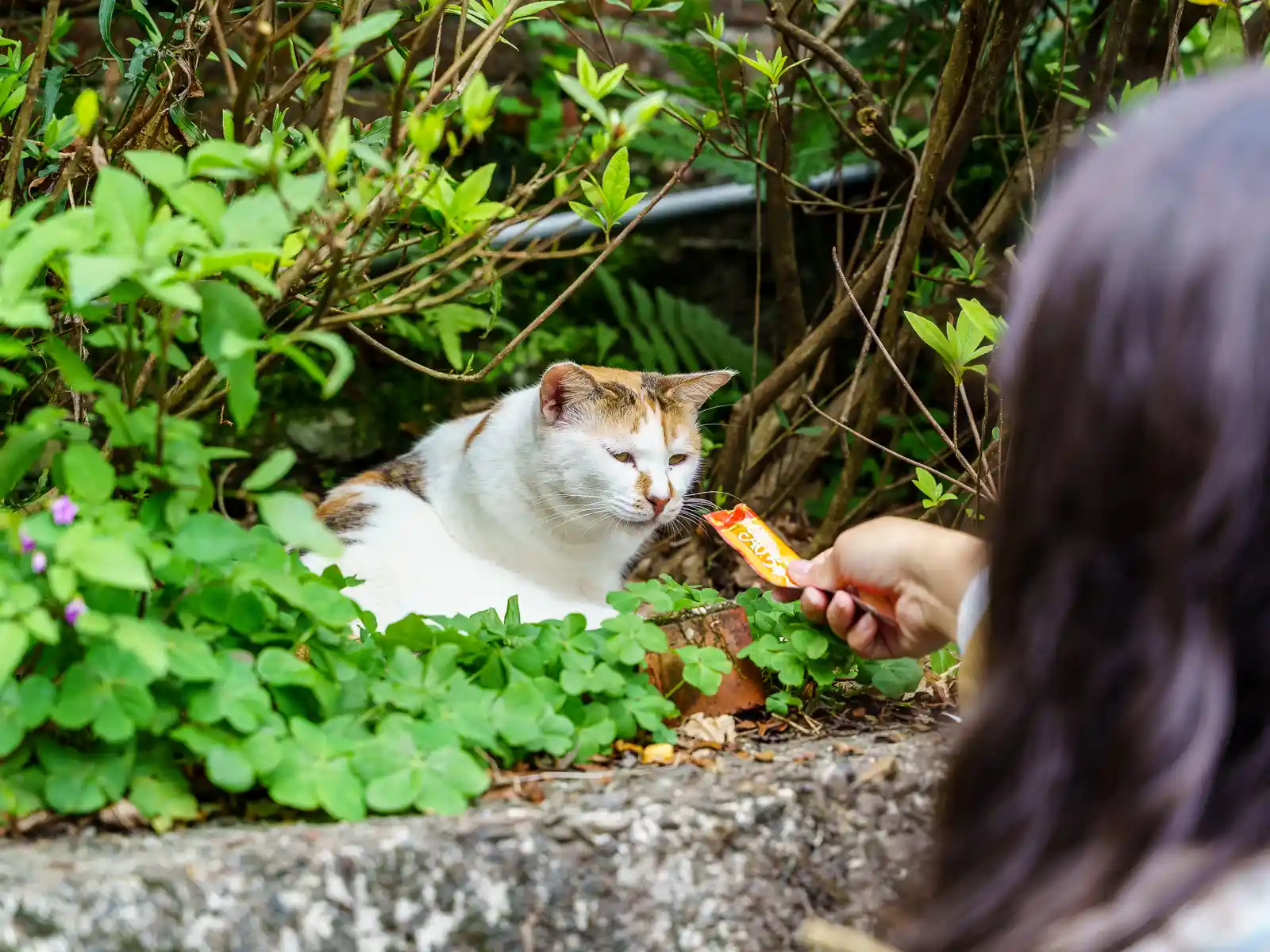 A plump white cat eats a treat offered by a passing tourist.