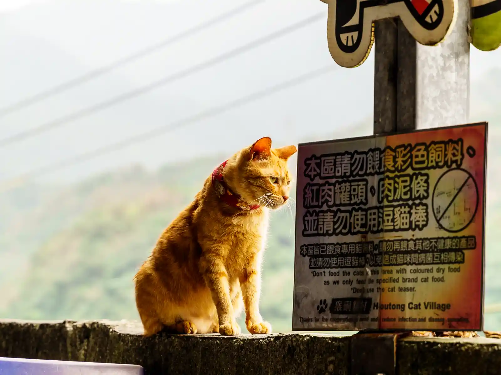 A cat sitting on a wall next to a sign specifying which food to feed cats with.