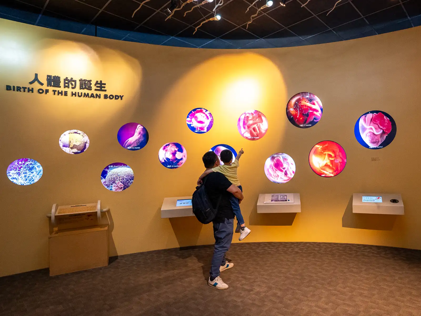 An interactive display called the "Birth of the Human Body" educates on how humans are born.
