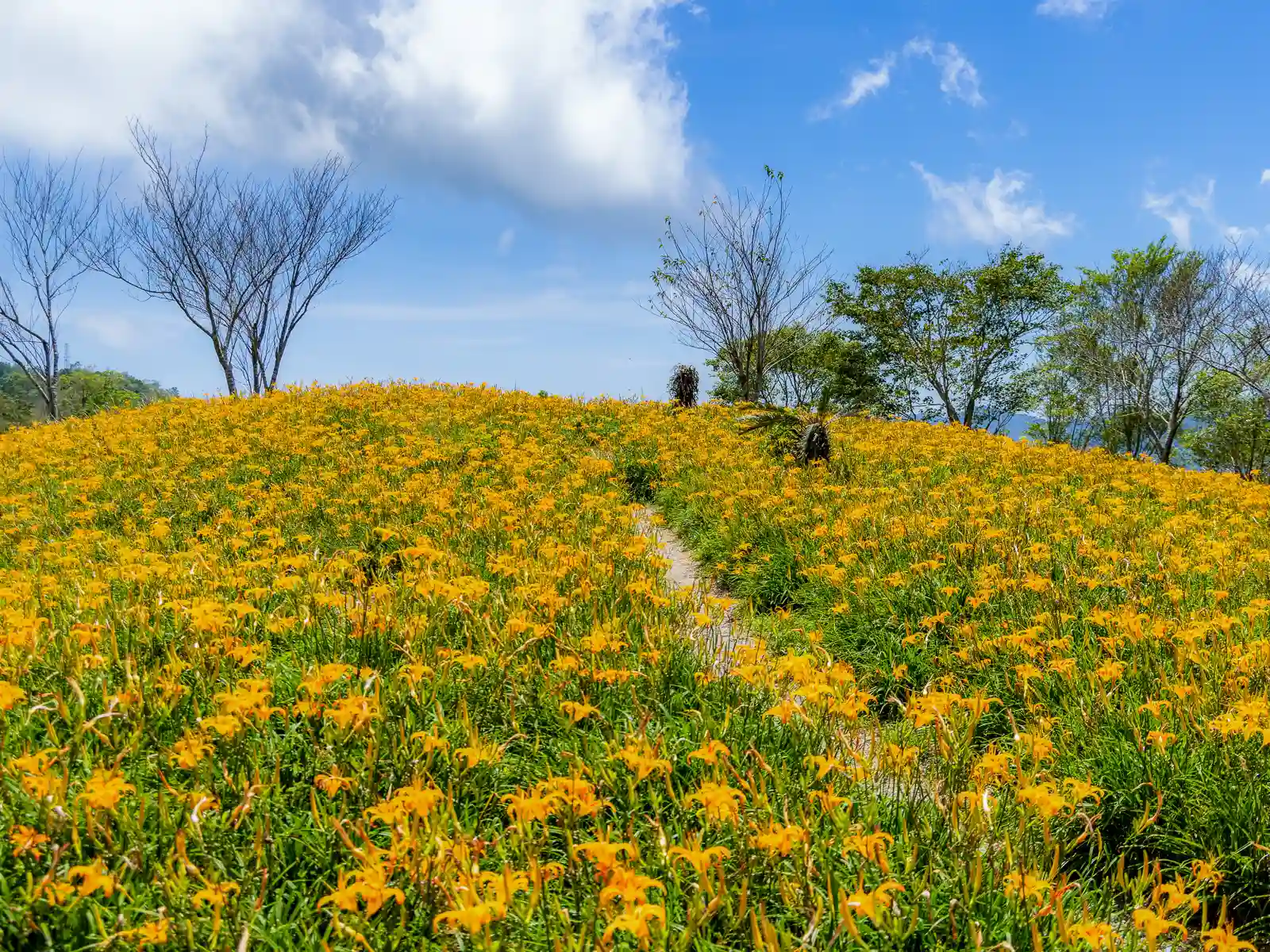 A field is completely covered with daylily flowers.