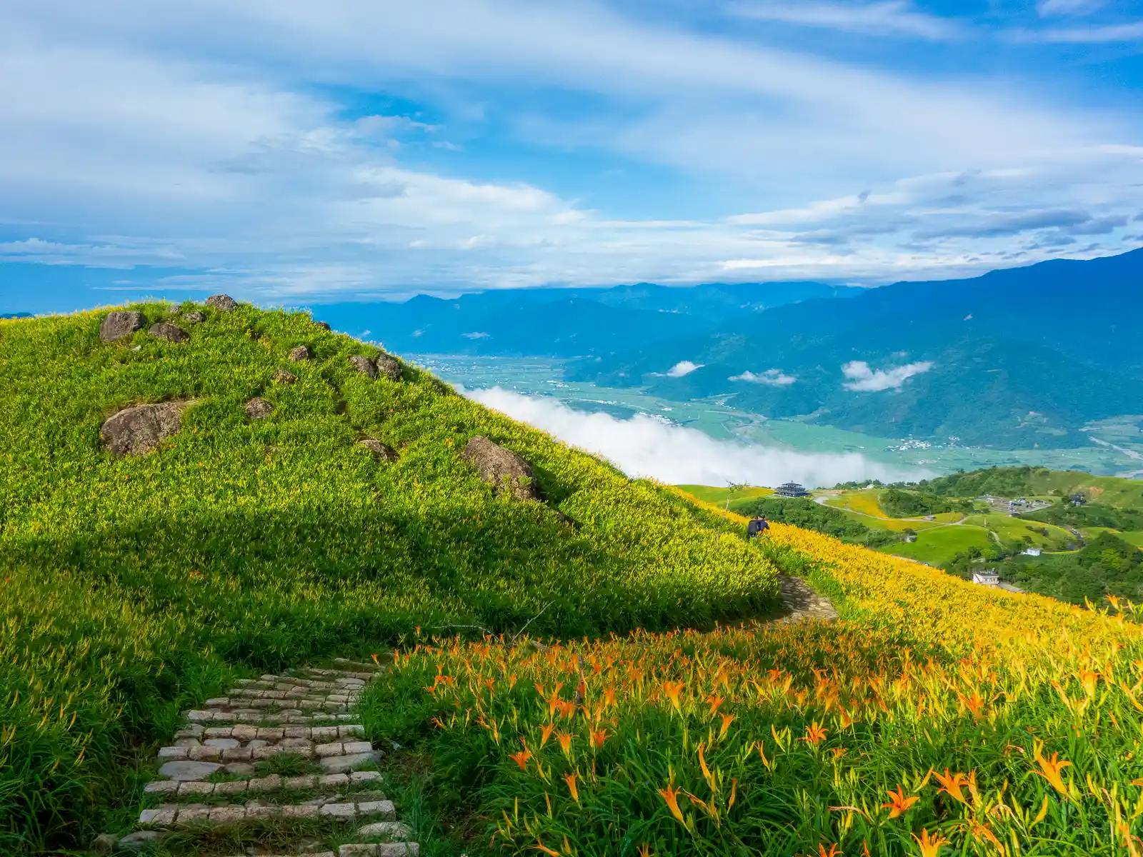 The East Longitudinal Valley can be seen below fields of daylily flowers.