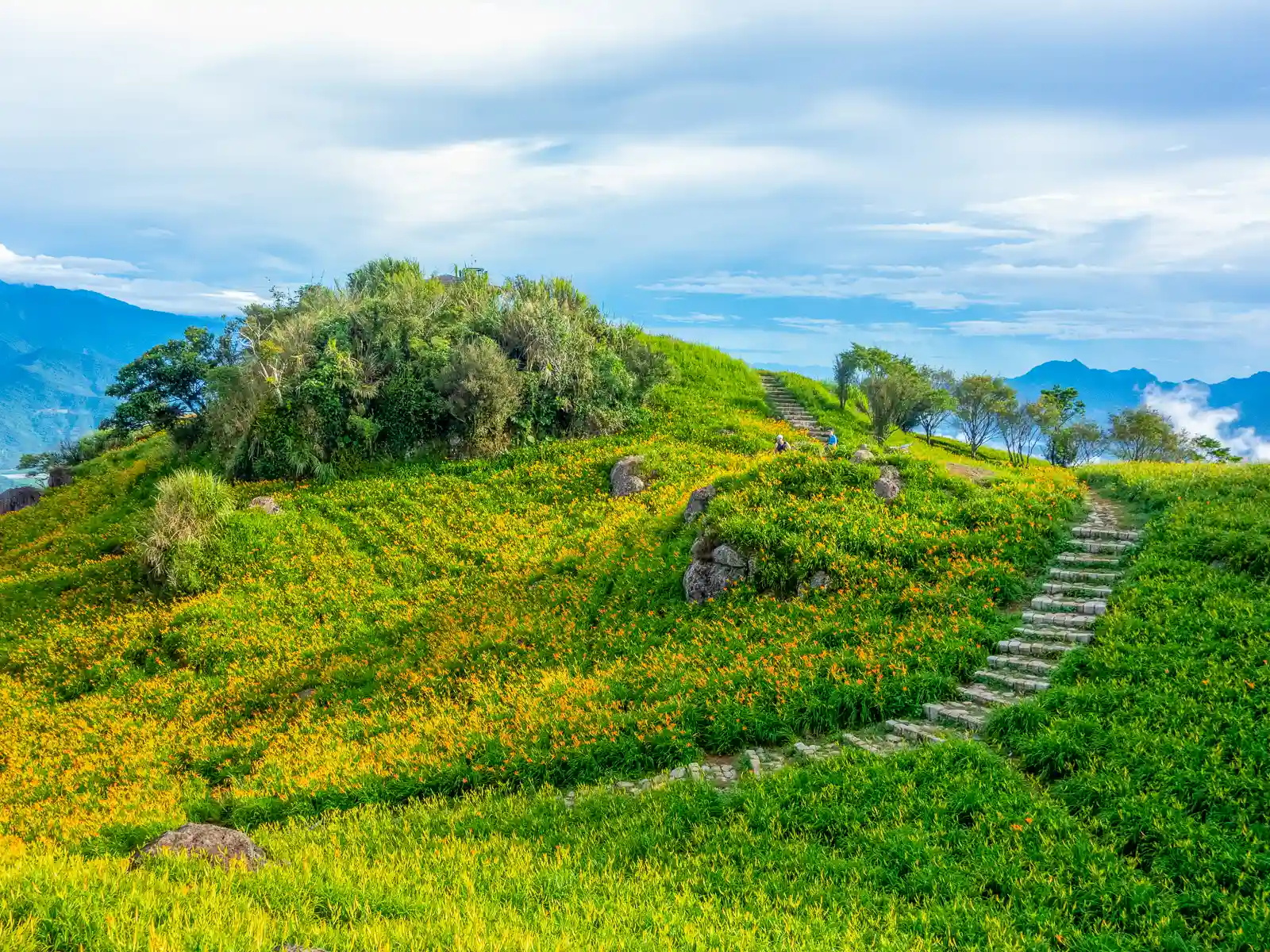 A trail with stone steps runs between golden fields of blooming daylily flowers.