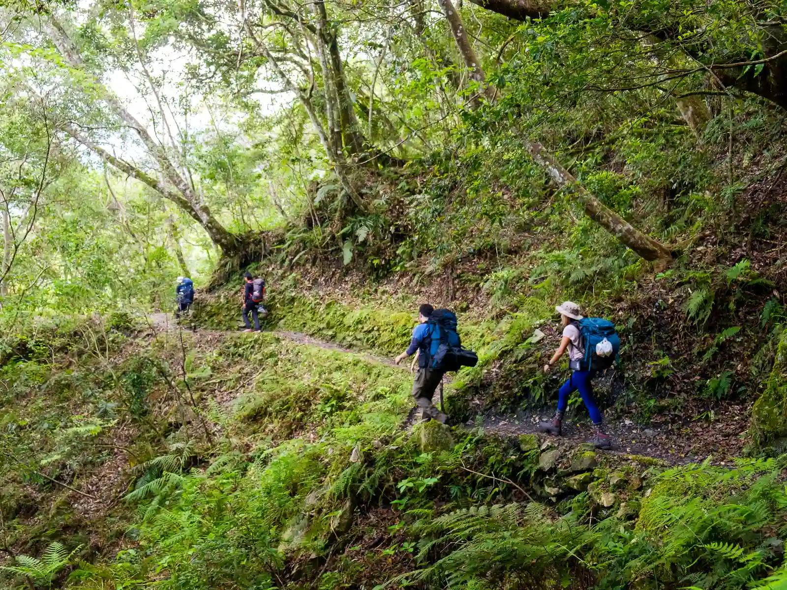 A group of hikers walks along a forest path.