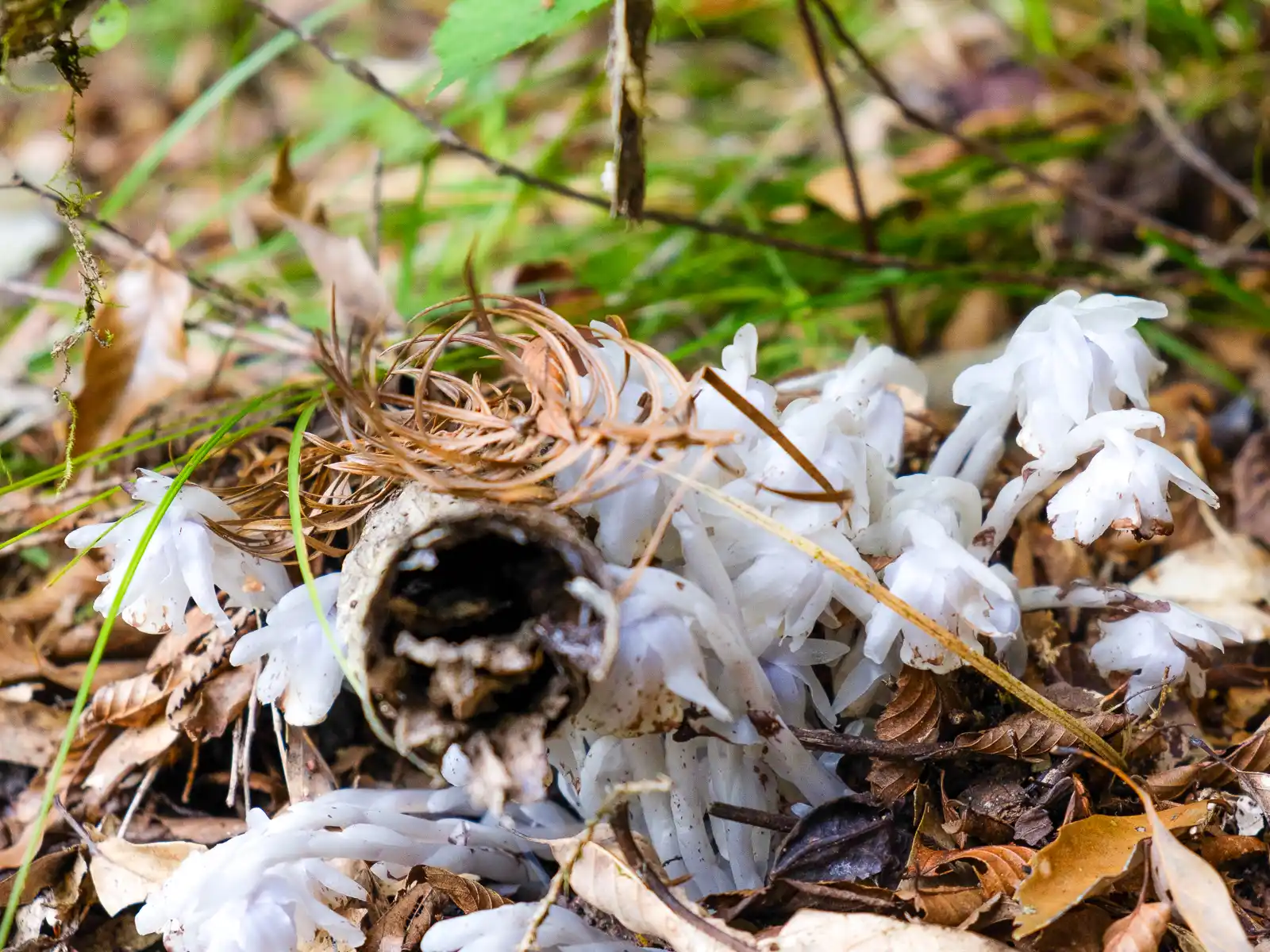 Several tiny plants with white stems and drooping white flowers grow out of the ground.