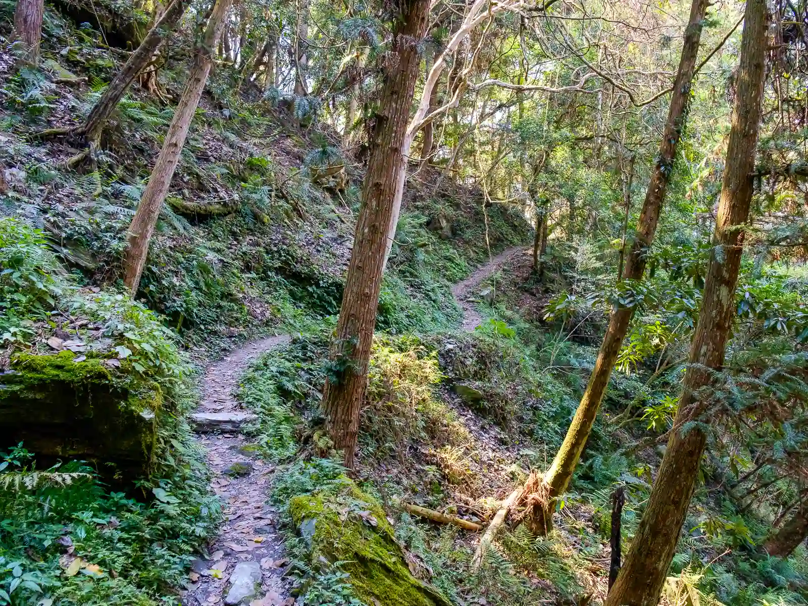 A narrow path cuts across a gently sloping mountainside.