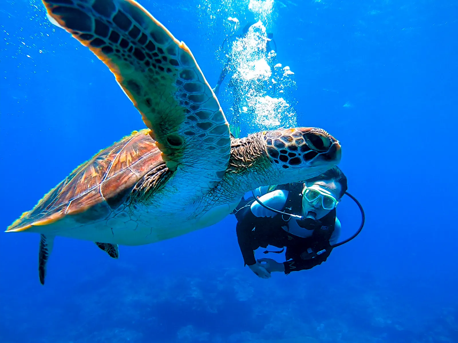 A diver swims near a sea turtle without touching it.