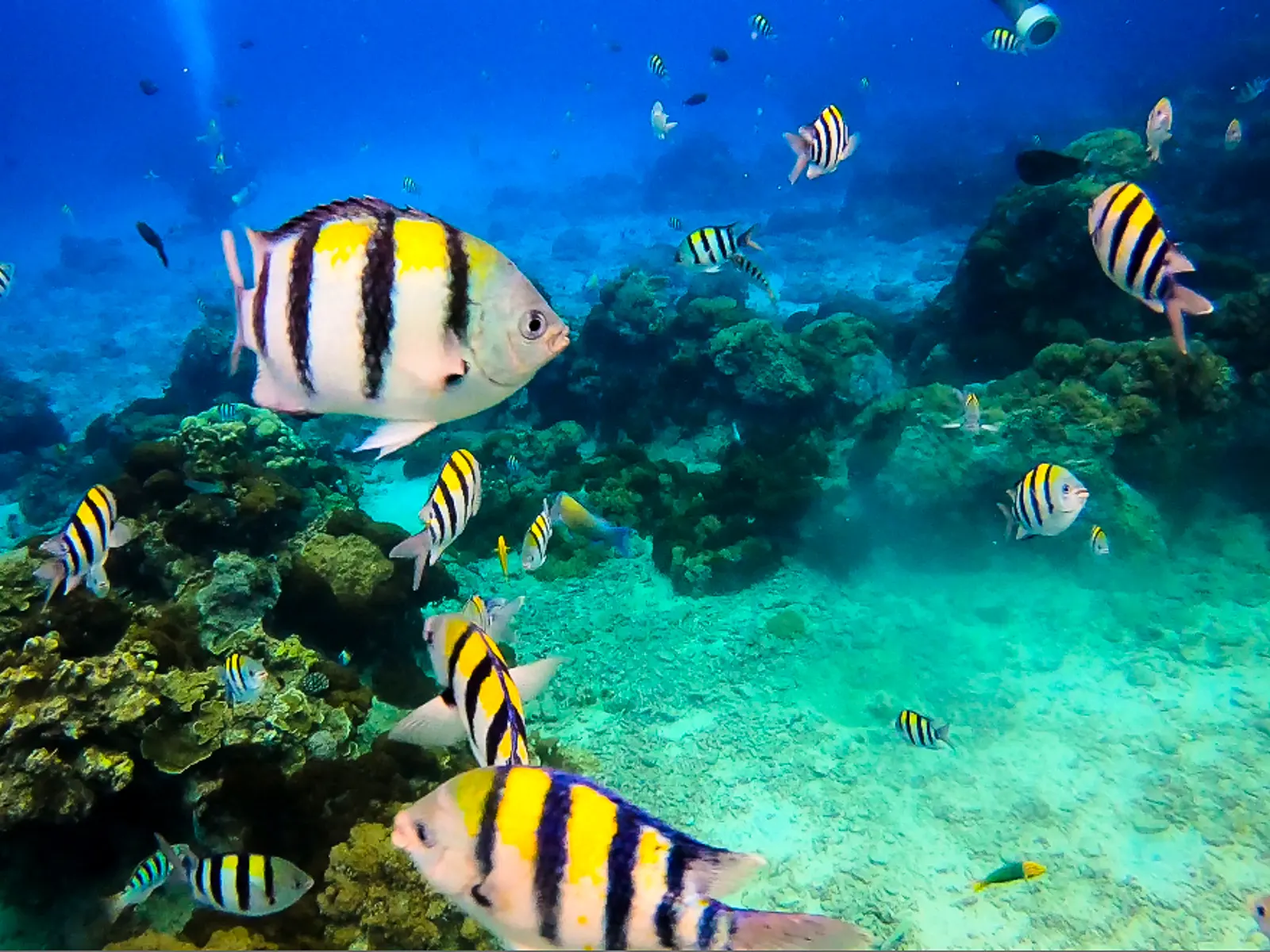 A group of colorful yellow striped fish swim around underground rocks.
