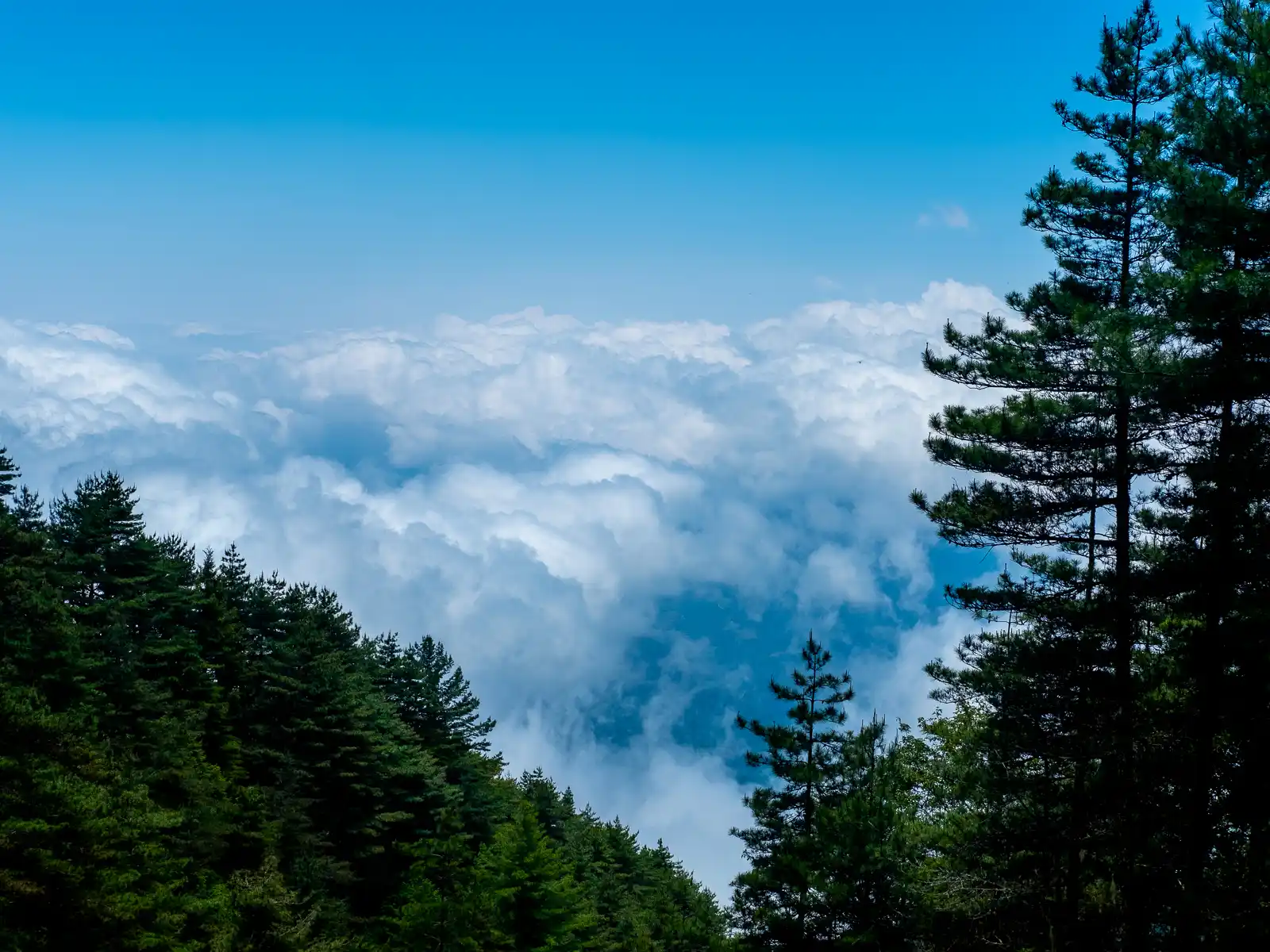 A sea of clouds below obscures the view between groves of trees.