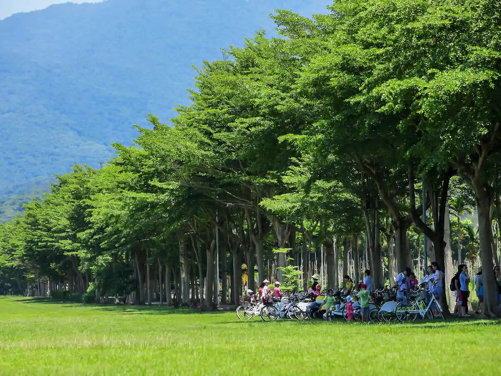 Bikes are parked by a group of trees on the side of a green field.