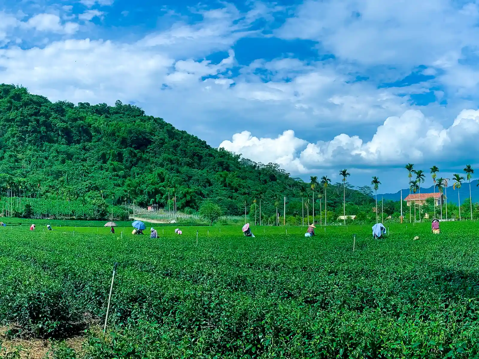 Rows of tea trees grow in a flat field surrounded by lush jungle.