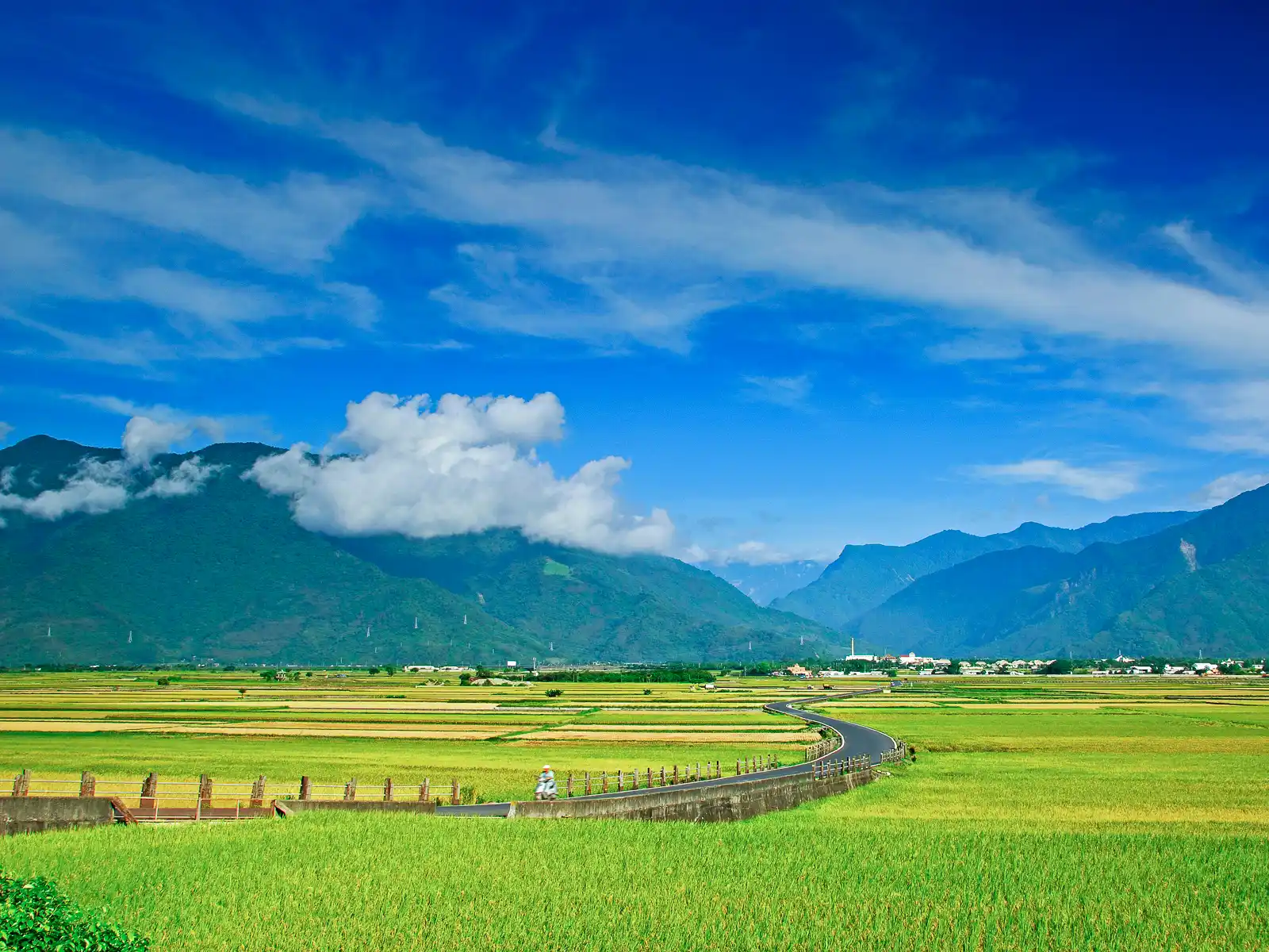 The valley is covered with a mixture of green and golden as rice fields come into full bloom.