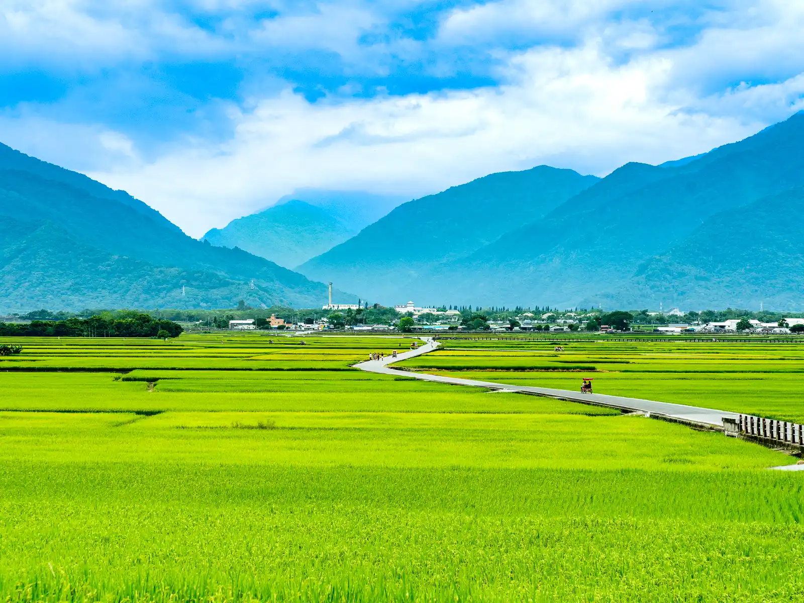 Beneath a row of mountains, a road gently winds through blooming fields of rice.