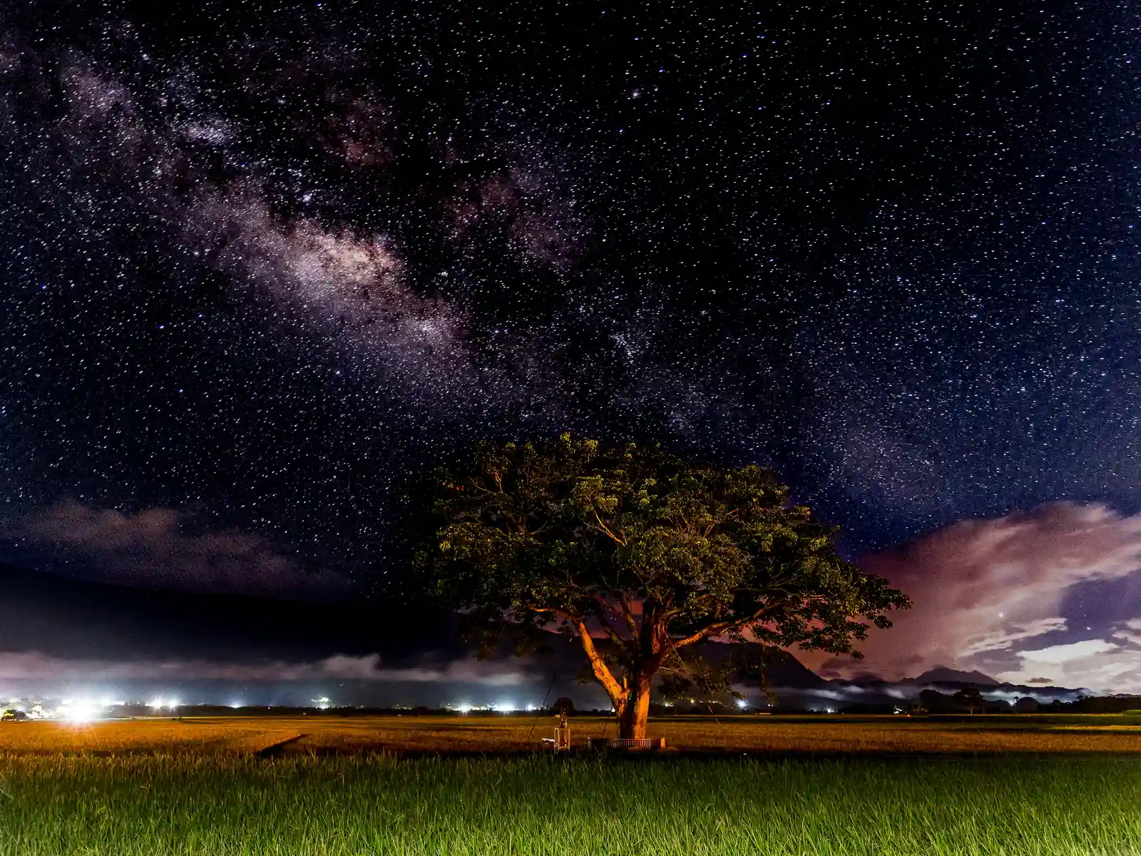 A solitary bishop wood tree can be seen in the middle of rice fields against a starry sky.