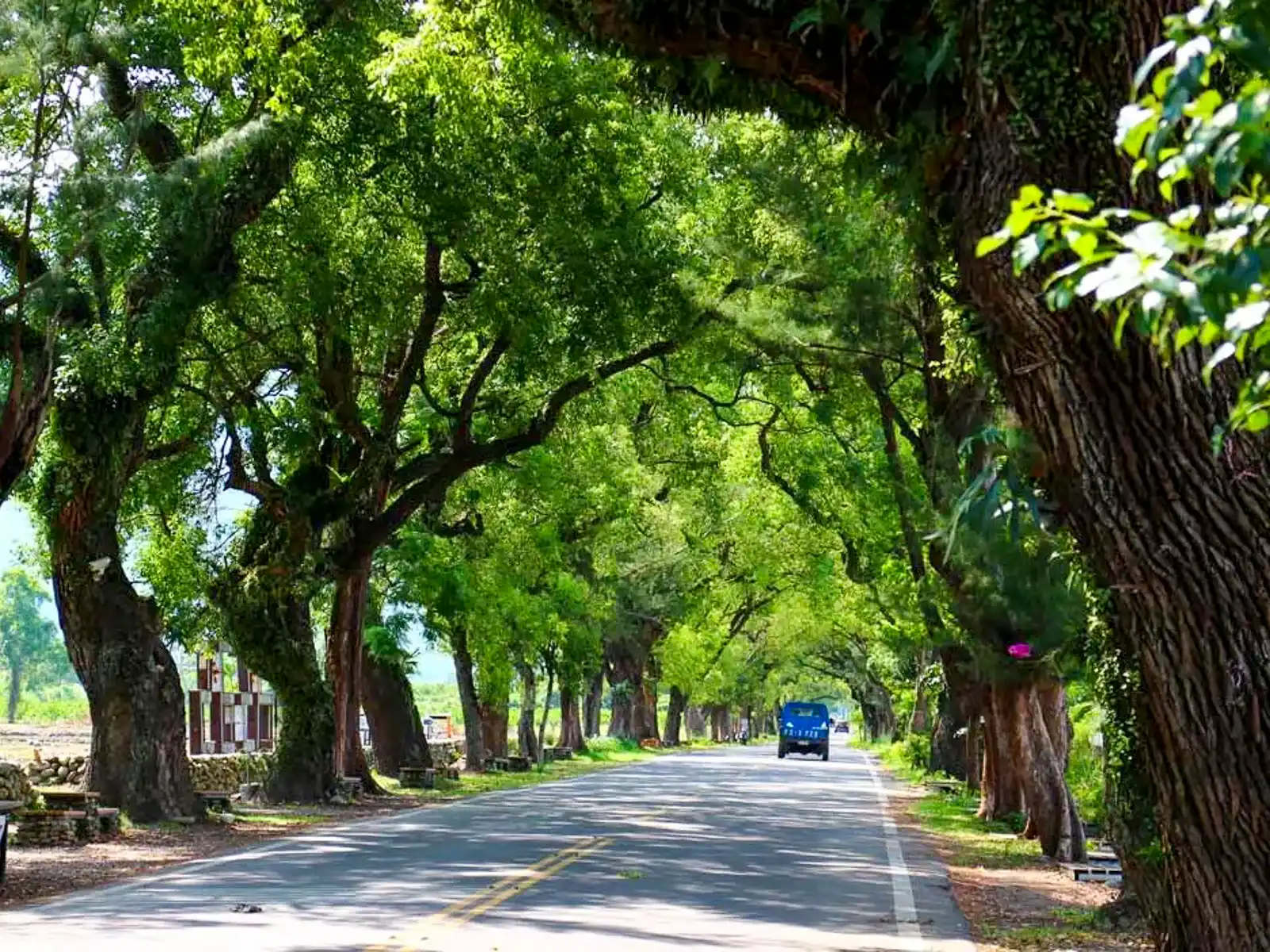 A solitary truck drives down a road lined with large camphor trees.