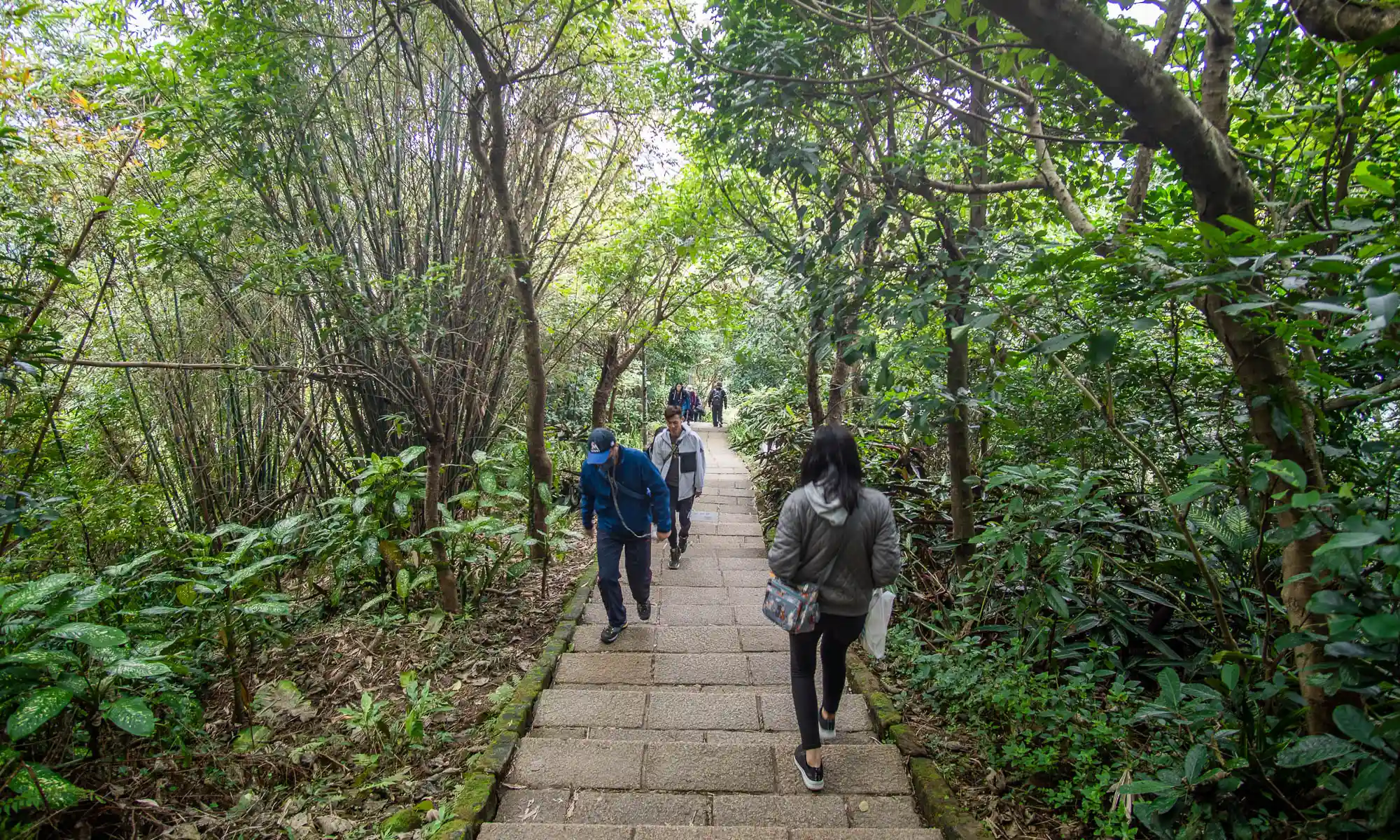 The Elephant Mountain Hiking Trail climbs through subtropical forest on its way to the peak.