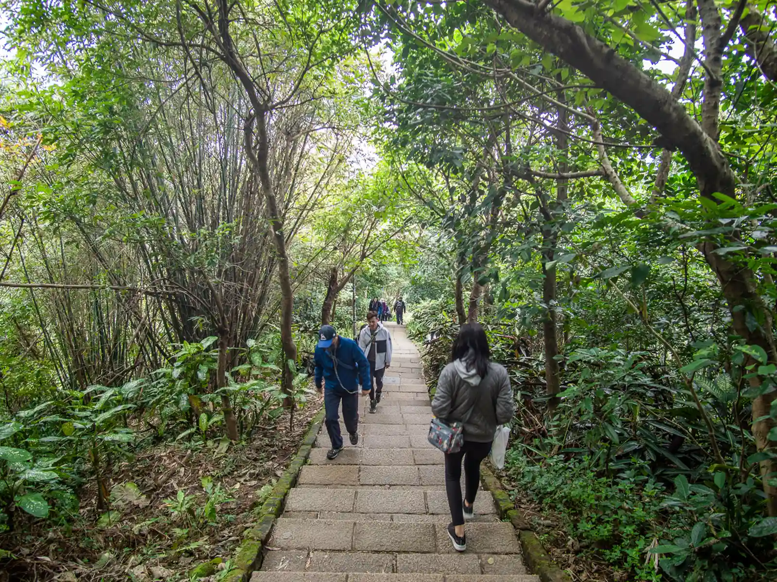 The Elephant Mountain Hiking Trail climbs through subtropical forest on its way to the peak.