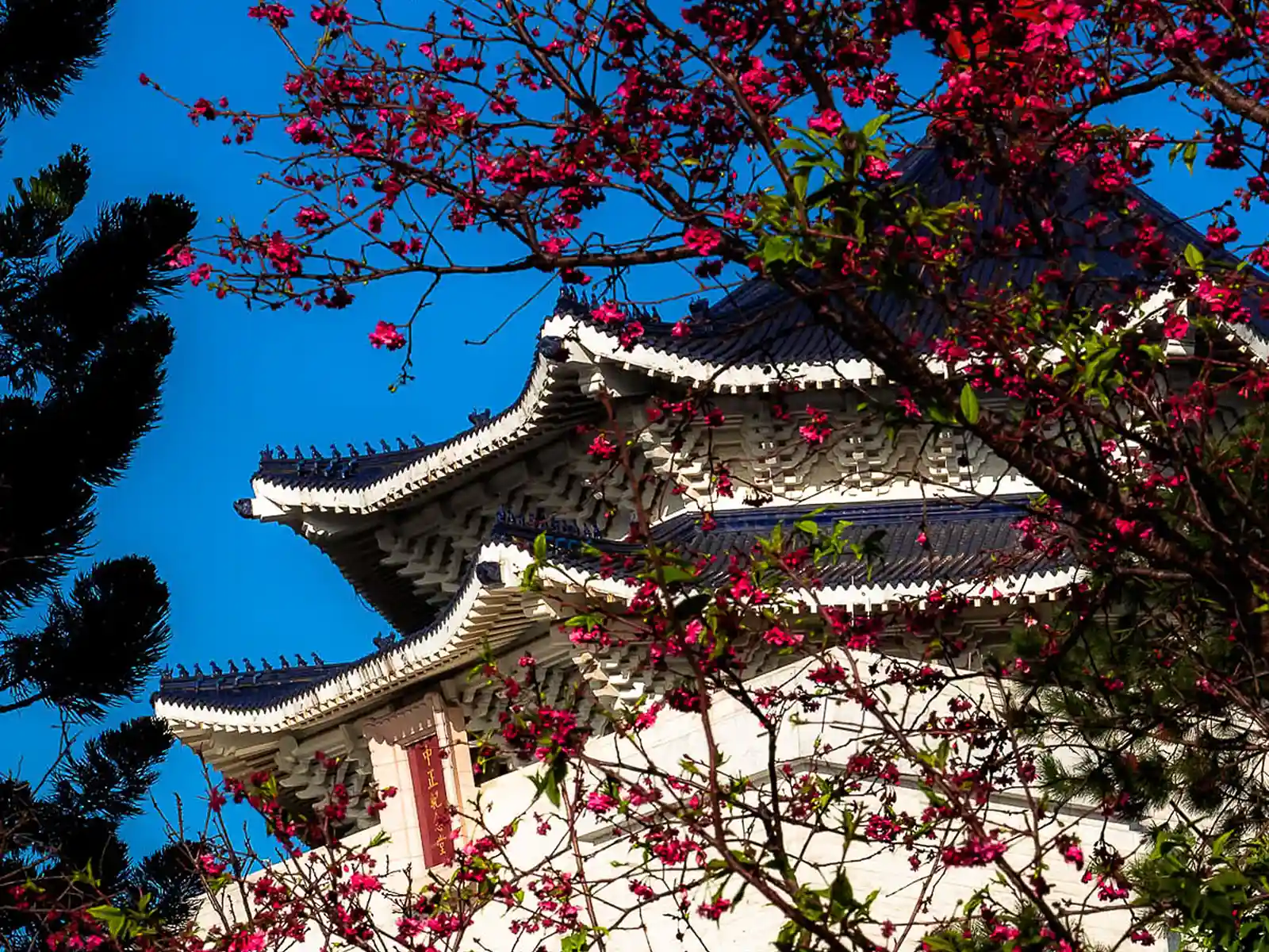 Cherry blossom at Chiang Kai Shek Memorial Hall